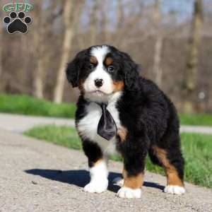Zeke, Bernese Mountain Dog Puppy